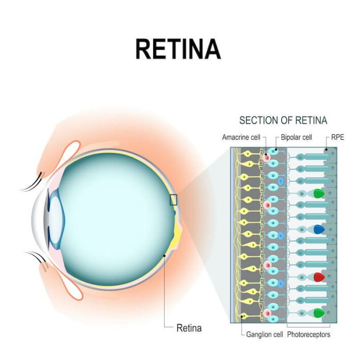 Section of retina diagram