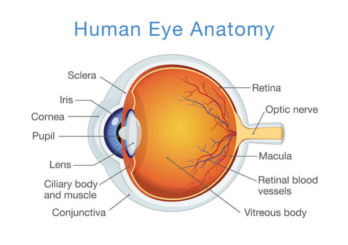 Human Eye Anatomy diagram