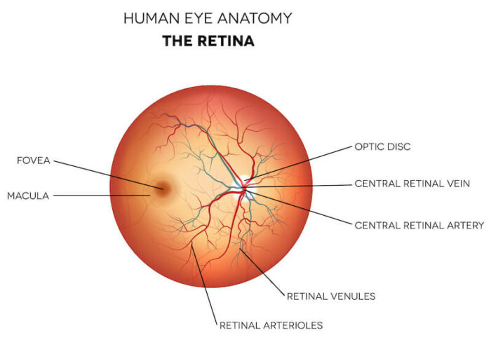 Diagram of the retina